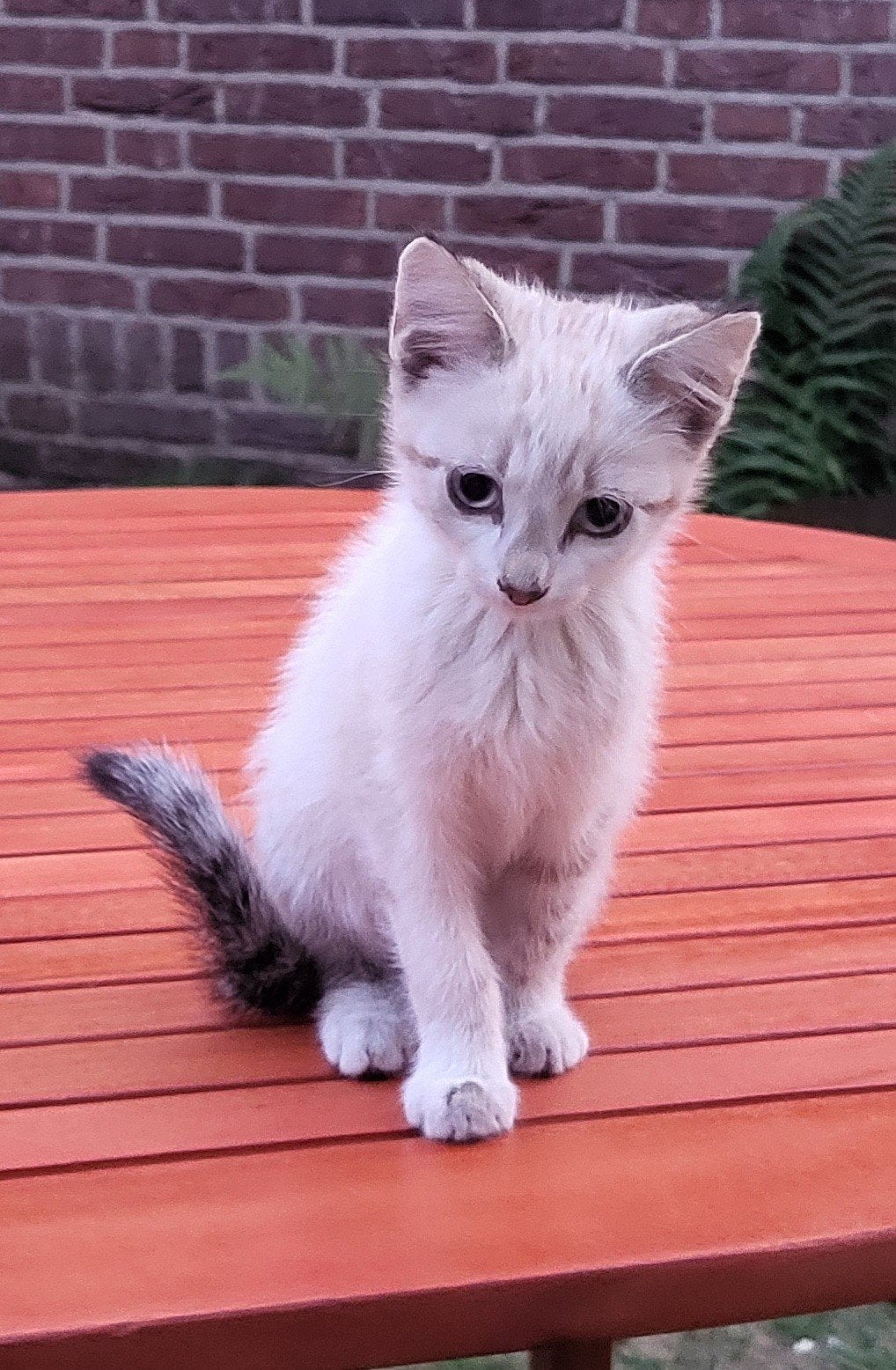 Lieve kitten. Opnieuw in de verkoop. Geboren 6 mei., Poes, Kortharig
