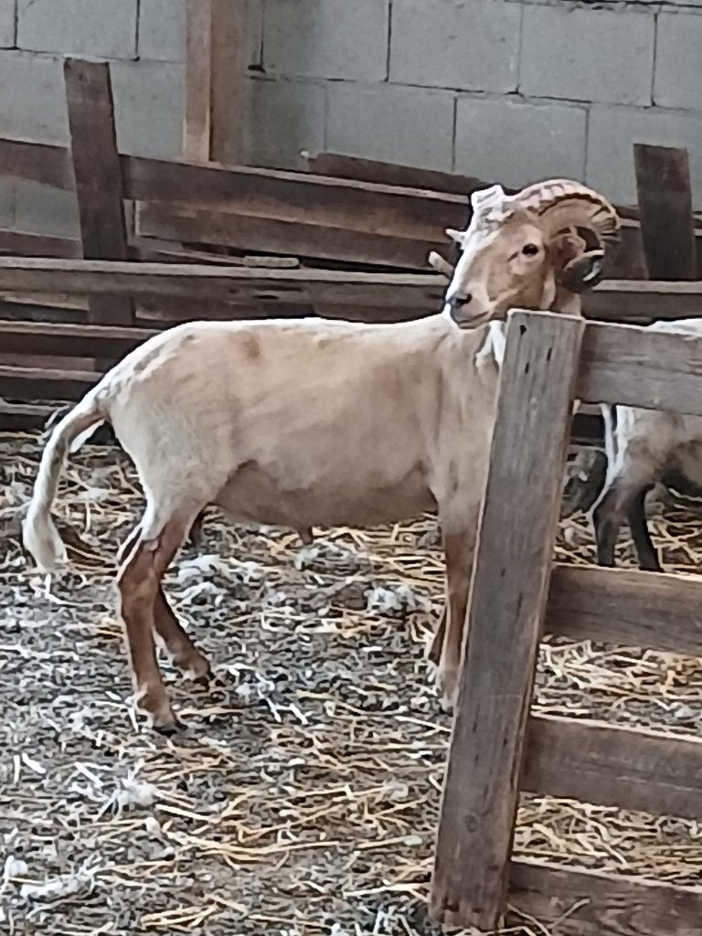 Drents heideschaap (dek)ram te koop, Dieren en Toebehoren, Mannelijk, Schaap, 0 tot 2 jaar