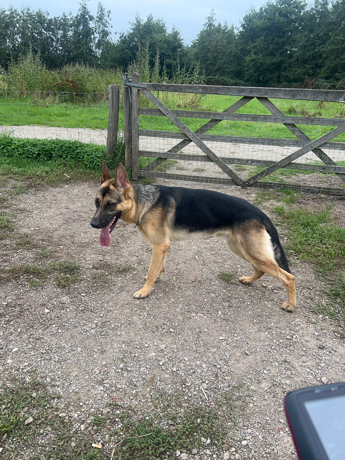 Duitse Herder, Reu, 1 tot 2 jaar, Parvo, Eén hond