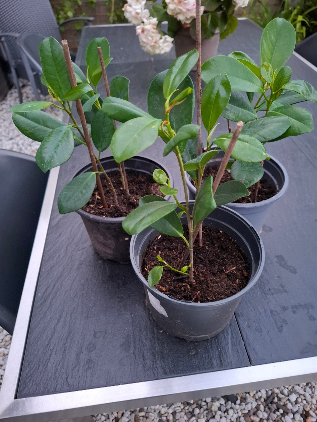 Ficus microcarpa moclame stekken, Huis en Inrichting, Ophalen, Ficus, Halfschaduw, Minder dan 100 cm
