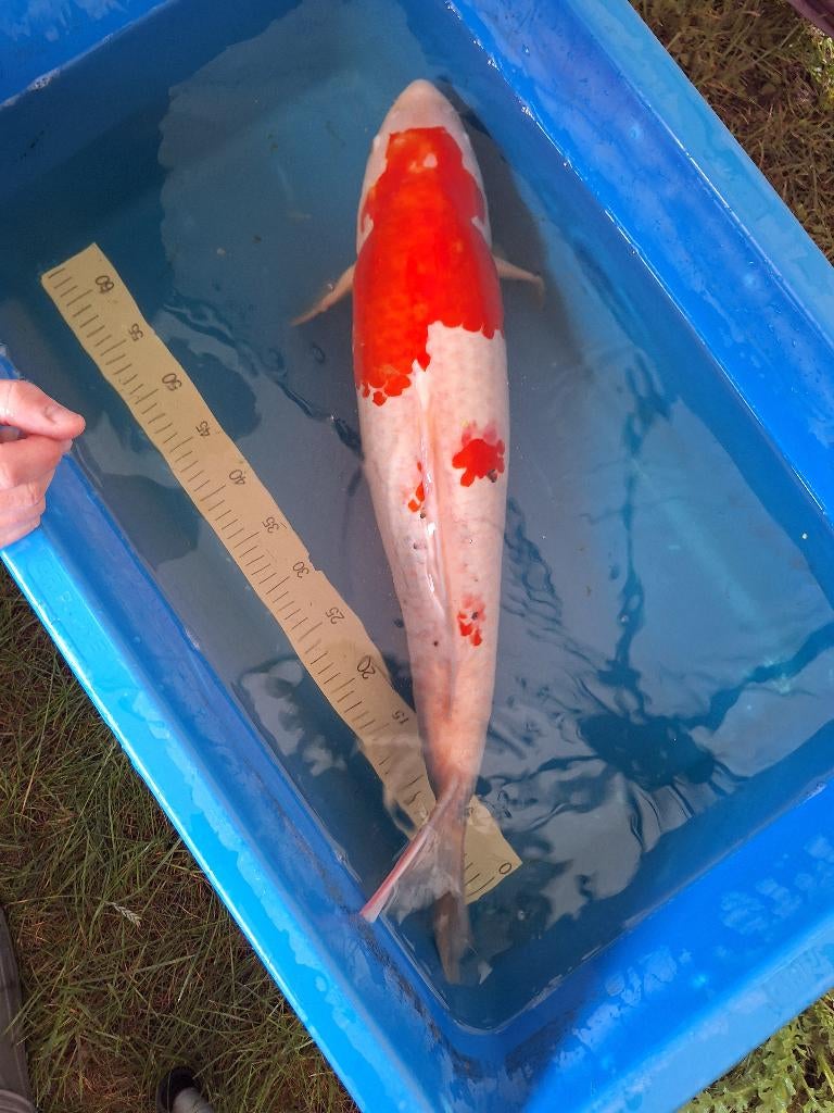 Mooie Kohaku koi karper, Karper of Koi