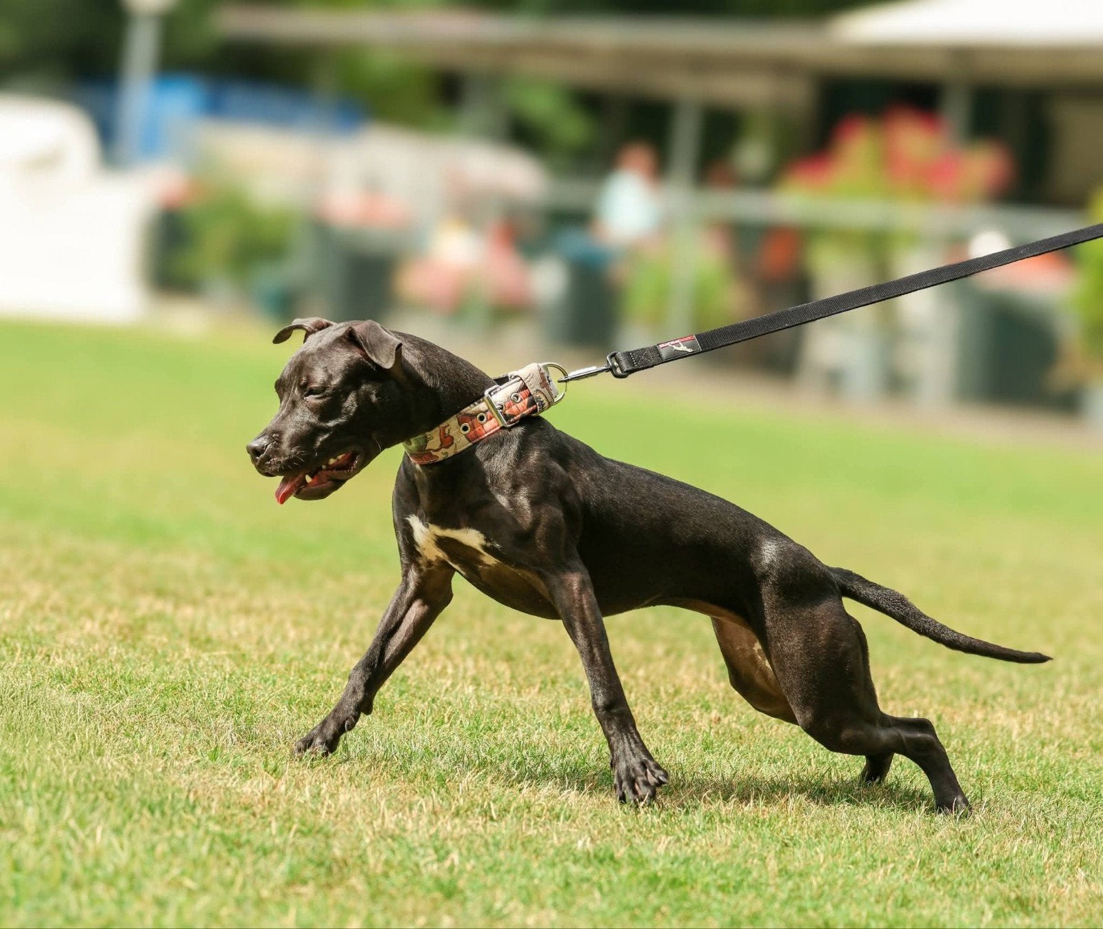 Amerikaanse pitbull terrier, 15 weken tot 1 jaar, Overige rassen, Teef, Parvo