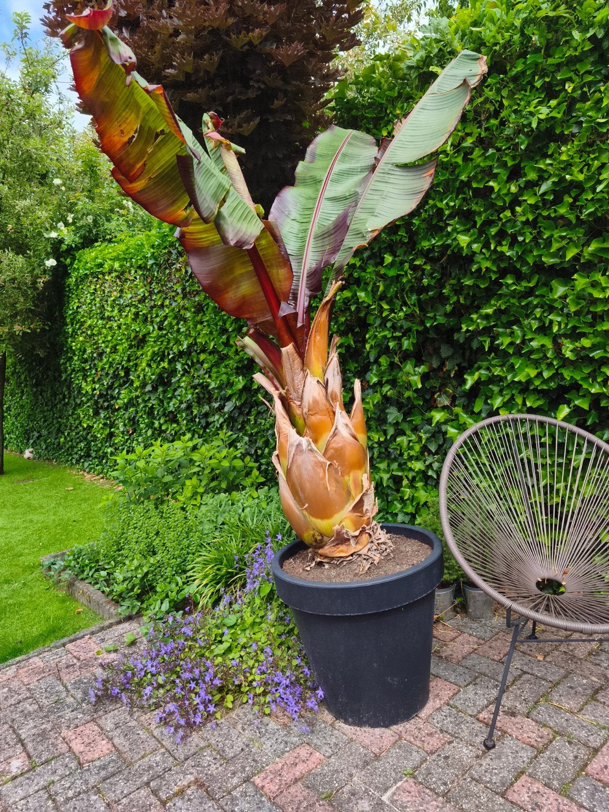 Ensete ventricosum aangeboden, Overige soorten, Volle zon, Vaste plant, Ophalen of Verzenden