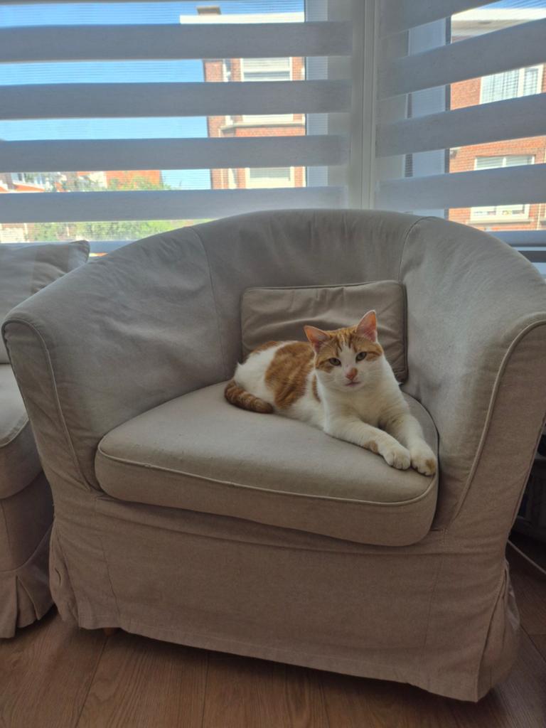 Beige ikea stoel, zonder de kat!, Ophalen, 75 tot 100 cm, Eenpersoons, Minder dan 150 cm