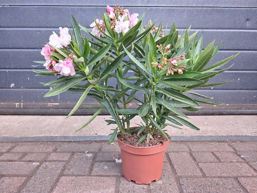 Nerium Oleander - Oleander (Lichtroze, dubbelbloemig H:58cm., Tuin en Terras, Planten | Tuinplanten, Volle zon, Vaste plant, Zomer