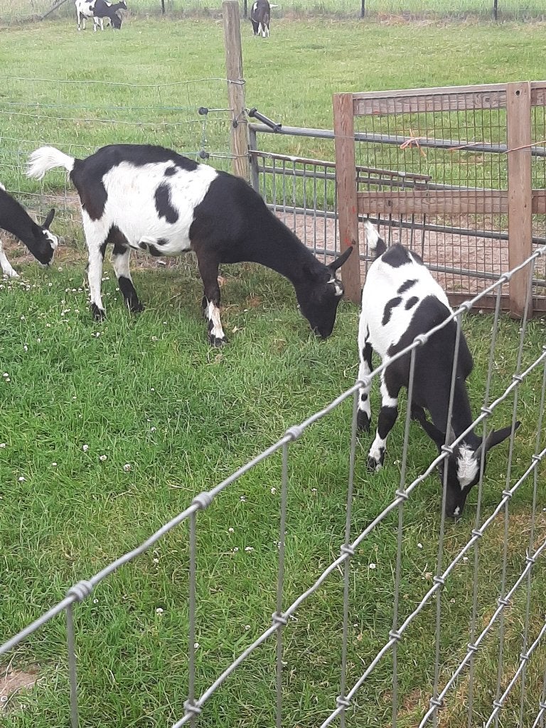 Geitenmelk, Meerdere dieren, Geit