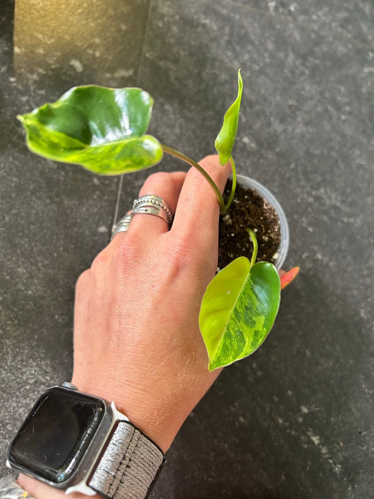 Philodendron Burle Marx Variegata - Zeldzame Stek, Huis en Inrichting, Kamerplanten, Ophalen of Verzenden, Halfschaduw, Minder dan 100 cm
