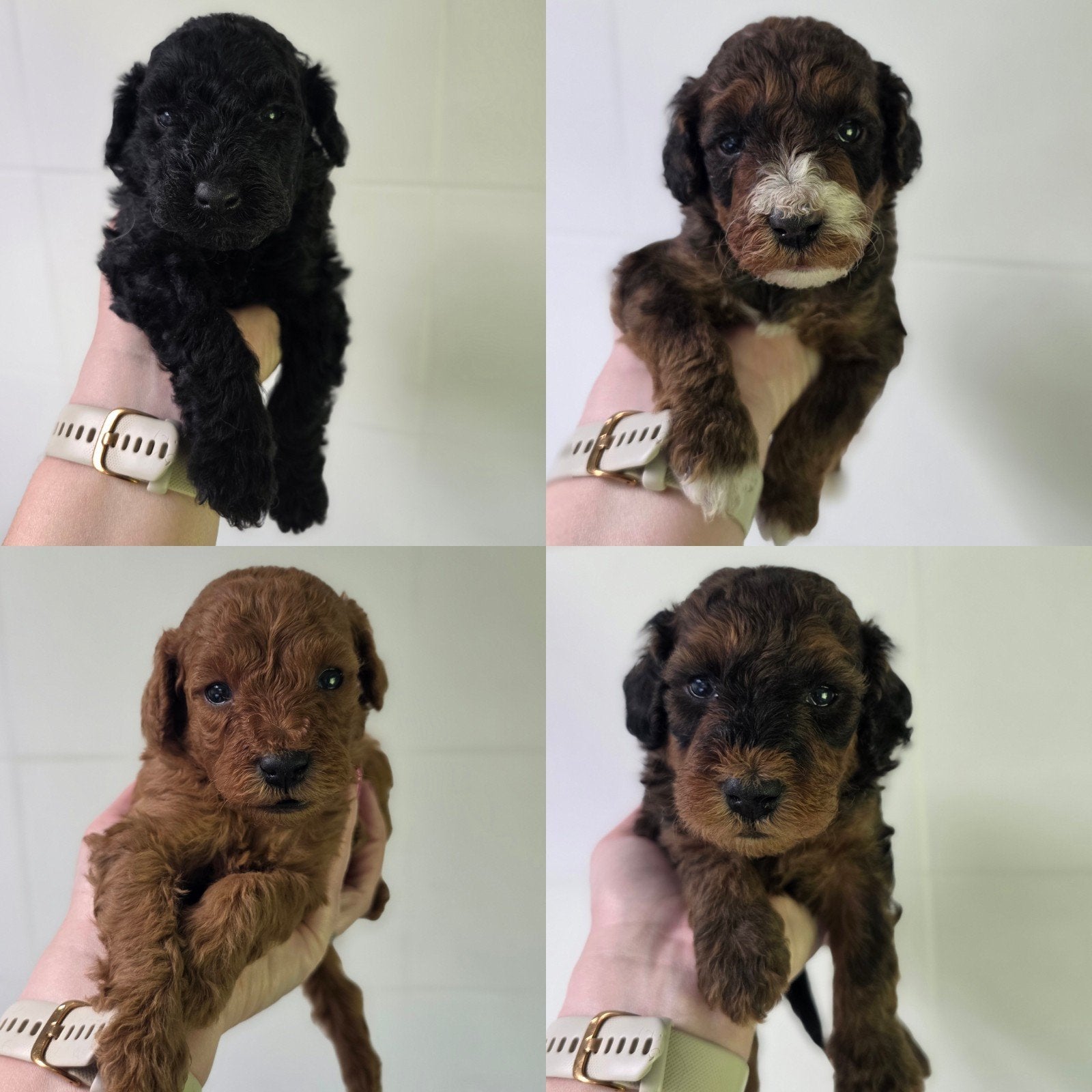 nog 3  super mooie maltipoo pups, Overige rassen, 8 tot 15 weken, Meerdere, Meerdere dieren