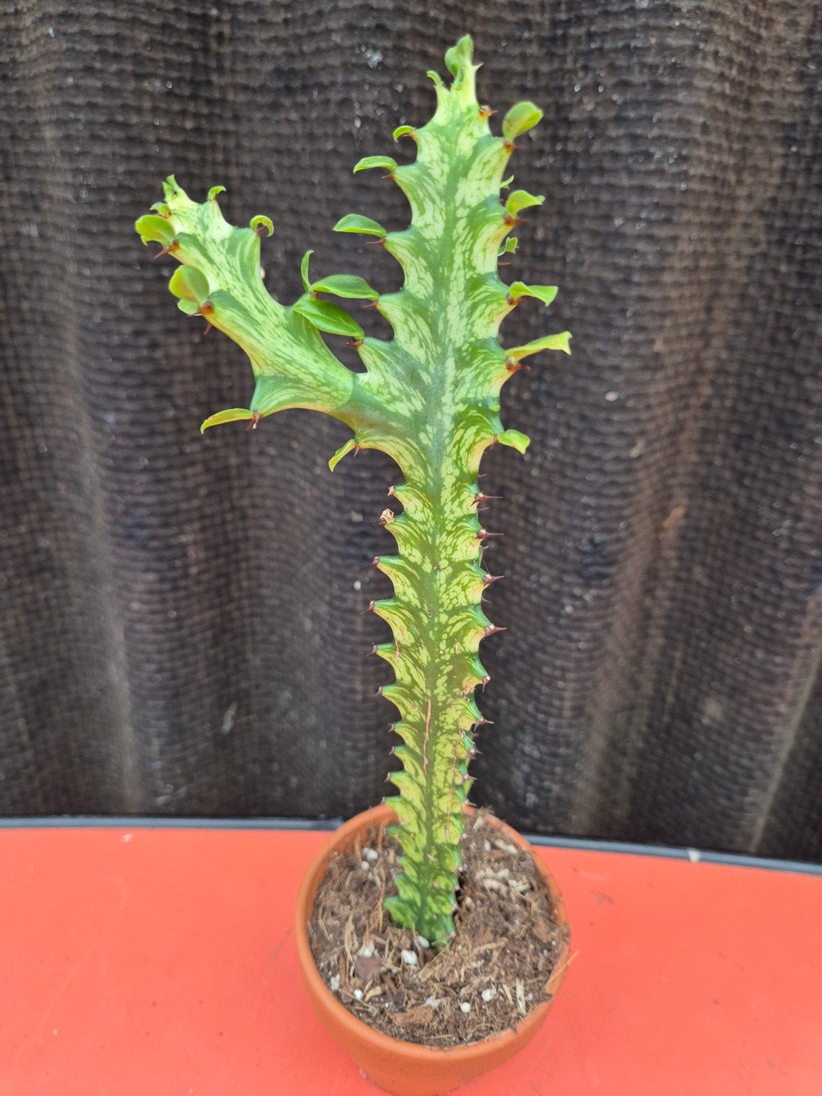 Euphorbia Lactea Variegata p8 (3)