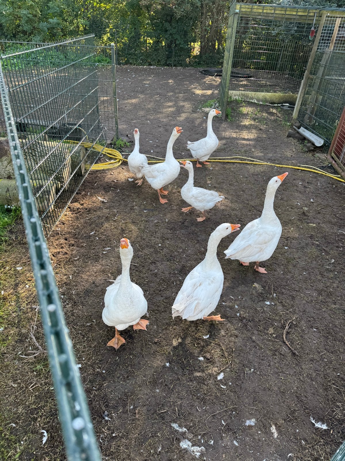 Ganzen, Dieren en Toebehoren, Geslacht onbekend, Gans of Zwaan