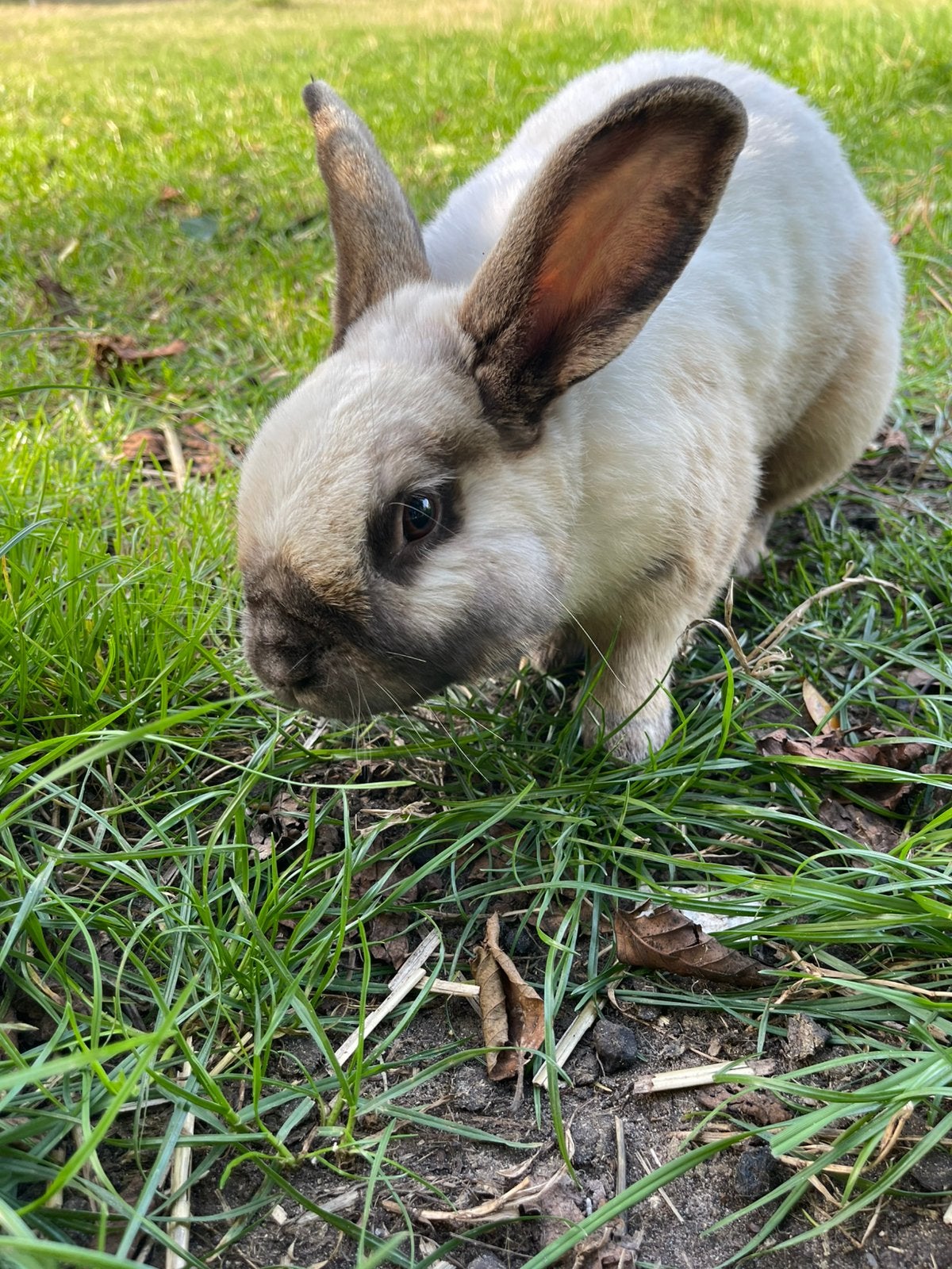 Lief konijn, Mannelijk, Middelgroot, 3 tot 5 jaar