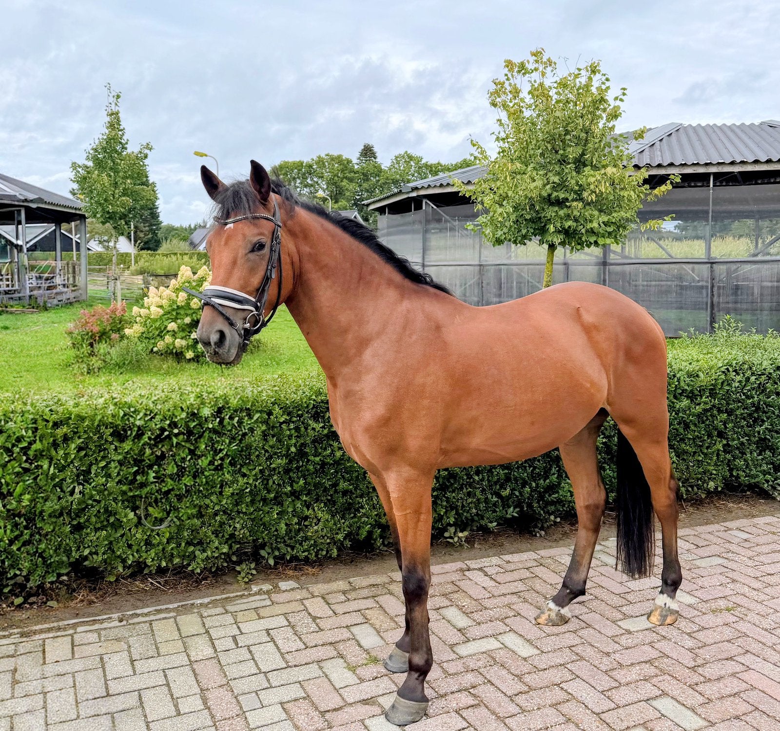Veelbelovende New Forest D pony 3 jaar, Met stamboom, Ruin, Zadelmak, 3 tot 6 jaar