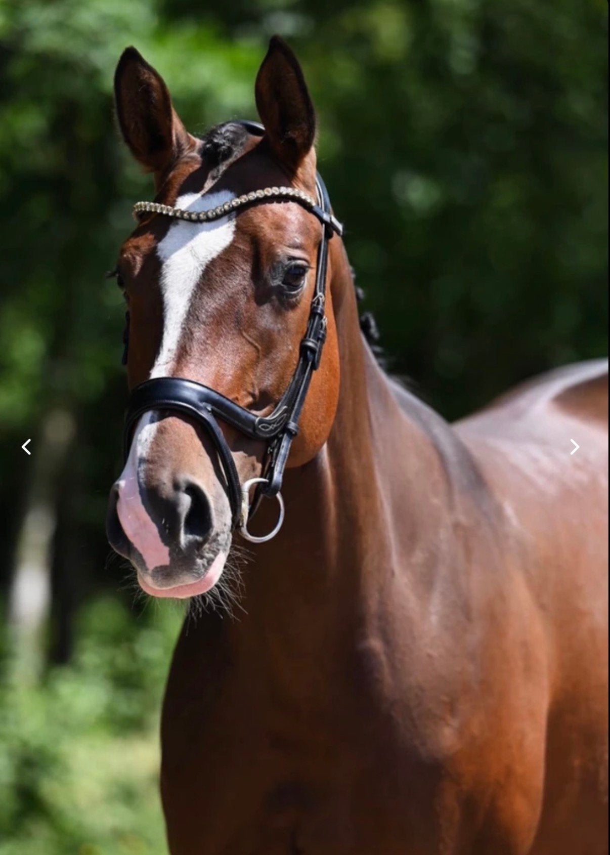 Prachtig mooie springmerrie, Dieren en Toebehoren, Merrie, Springpaard, 3 tot 6 jaar, 165 tot 170 cm