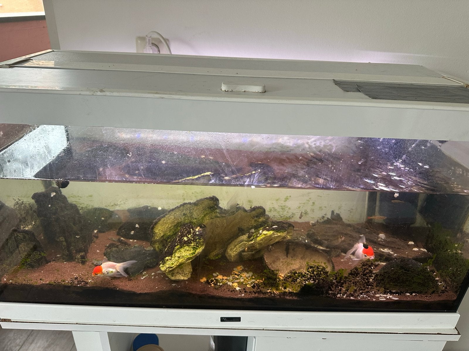 Aquarium, Dieren en Toebehoren, Vissen | Aquaria en Toebehoren, Ophalen of Verzenden