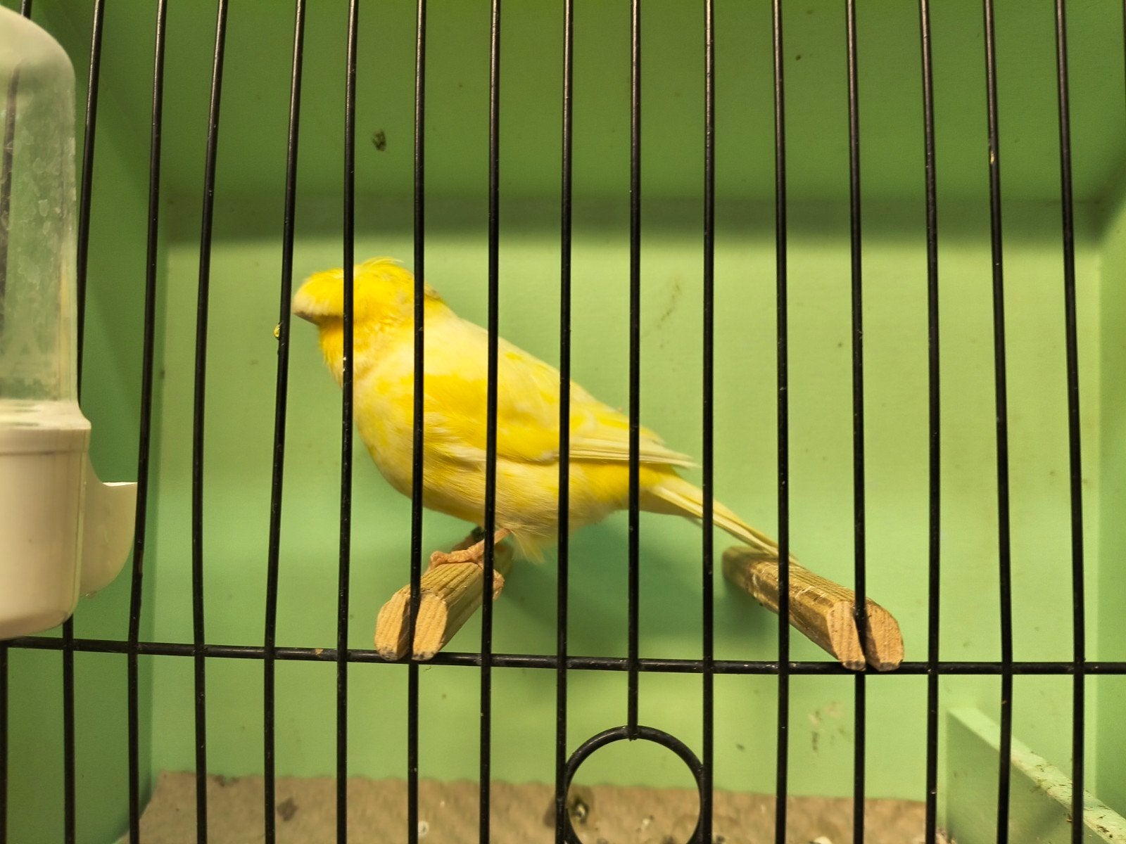 koppel gloster, Dieren en Toebehoren