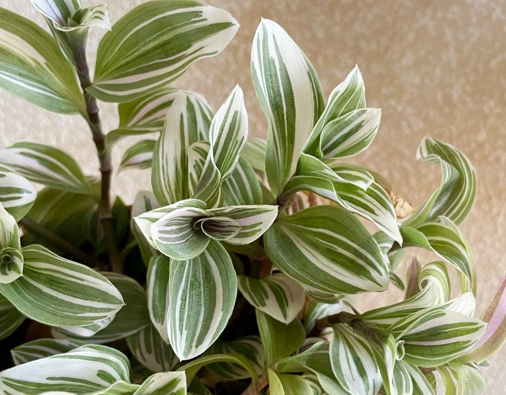 Tradescantia Albiflora White Clone stekje, Ophalen of Verzenden, Halfschaduw, Minder dan 100 cm
