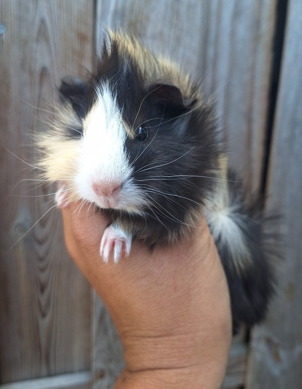 Purivian lang haar cavia babys, Juli, Meerdere dieren, Cavia