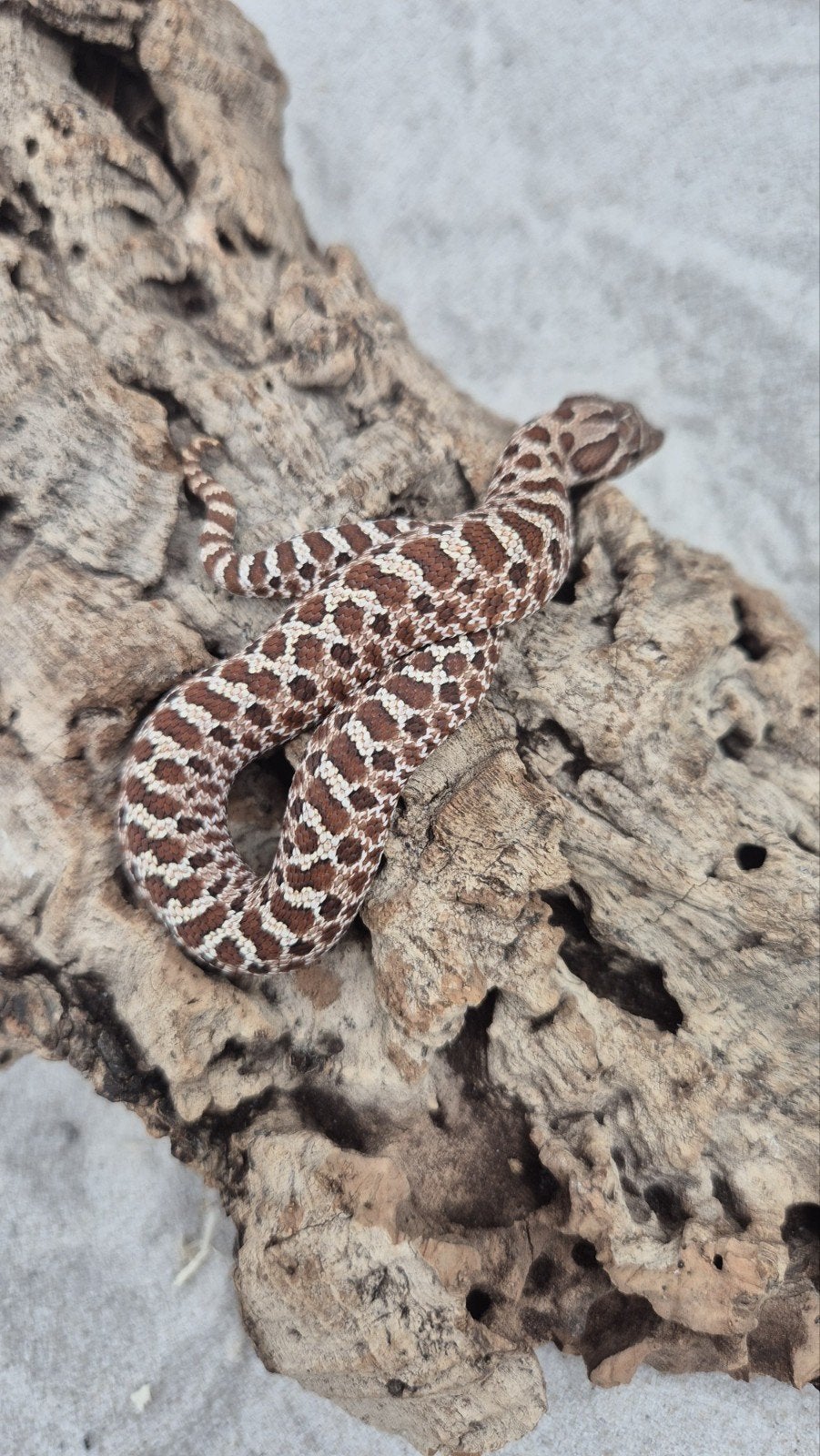 haakneusslang ExRed het albino Hognose Snake photo 4