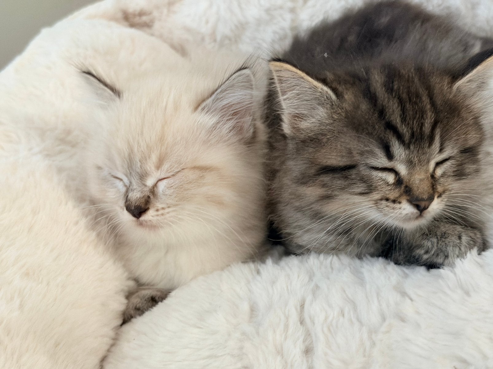 Ragdoll kittens, Meerdere dieren, Ontwormd, 0 tot 2 jaar
