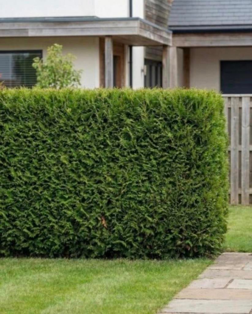 Thuja occidentalis brabant coniferen + kluit, Tuin en Terras, Ophalen of Verzenden, Conifeer, 100 tot 250 cm