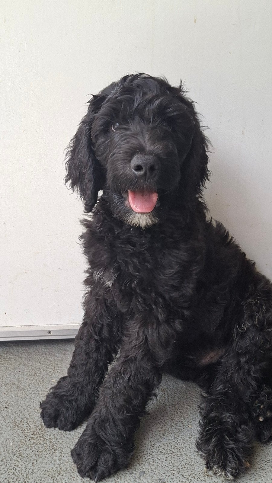 labradoodle  f1b pup, 8 tot 15 weken, Eén hond, Nederland, Fokker | Hobbymatig