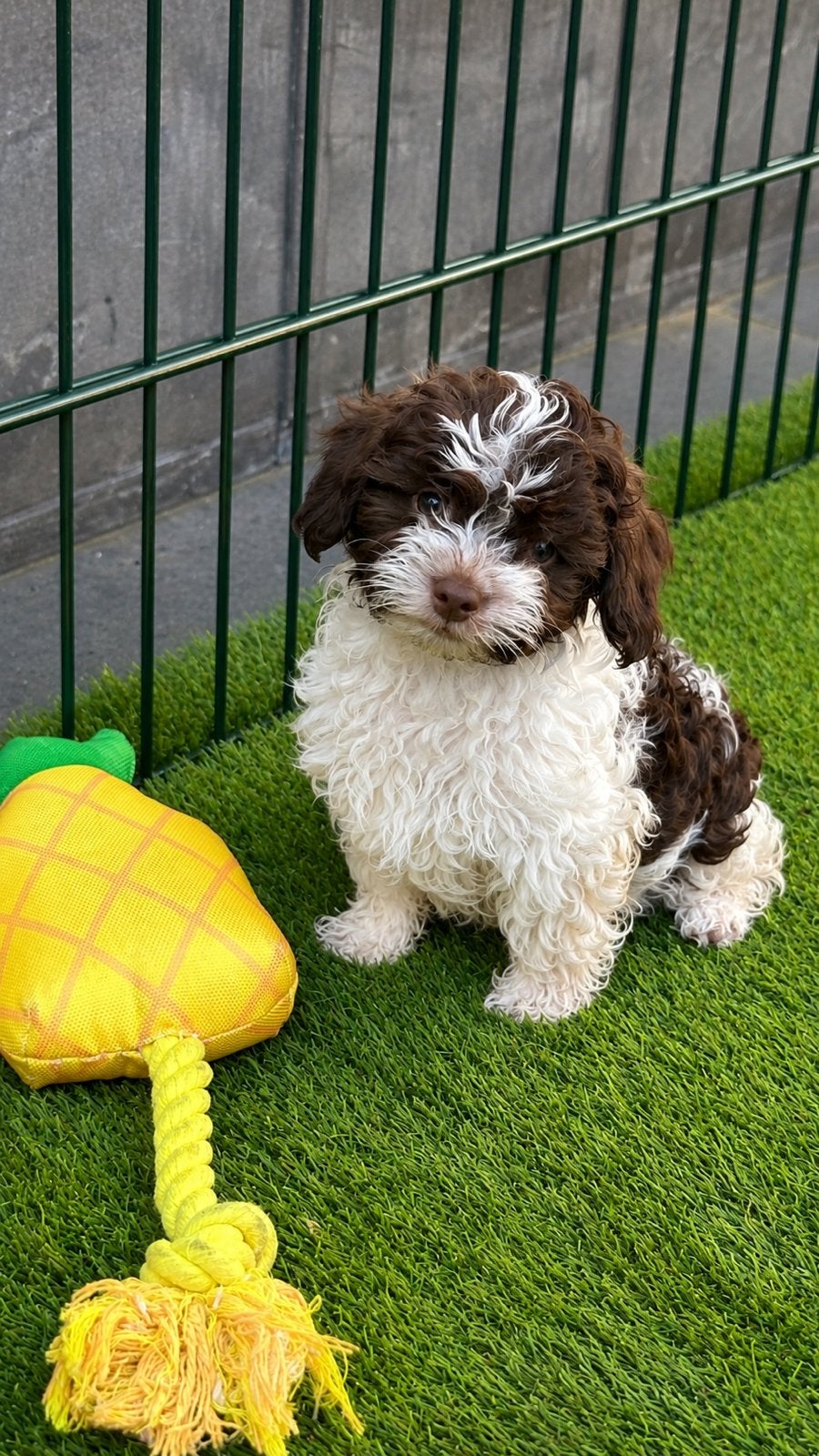 Maltipoo, Dieren en Toebehoren, Honden | Niet-rashonden, 8 tot 15 weken, CDV (hondenziekte), Meerdere, Meerdere dieren