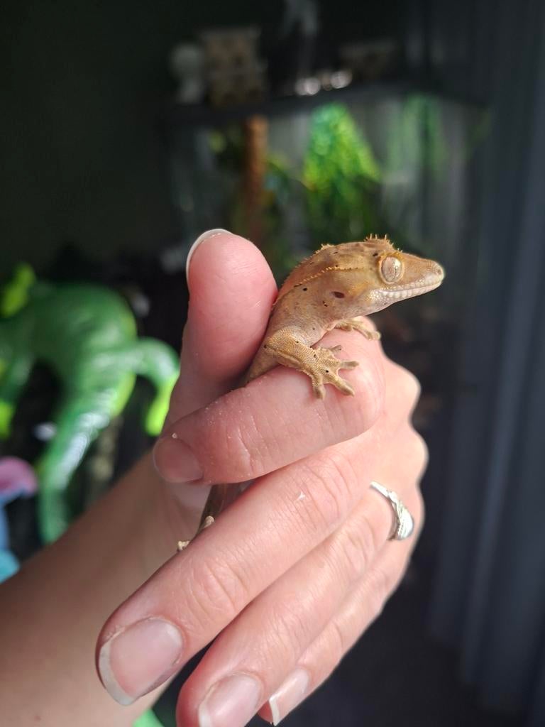 Wimpergekko vrouw, nakweek Crested Gecko - female for sale from k