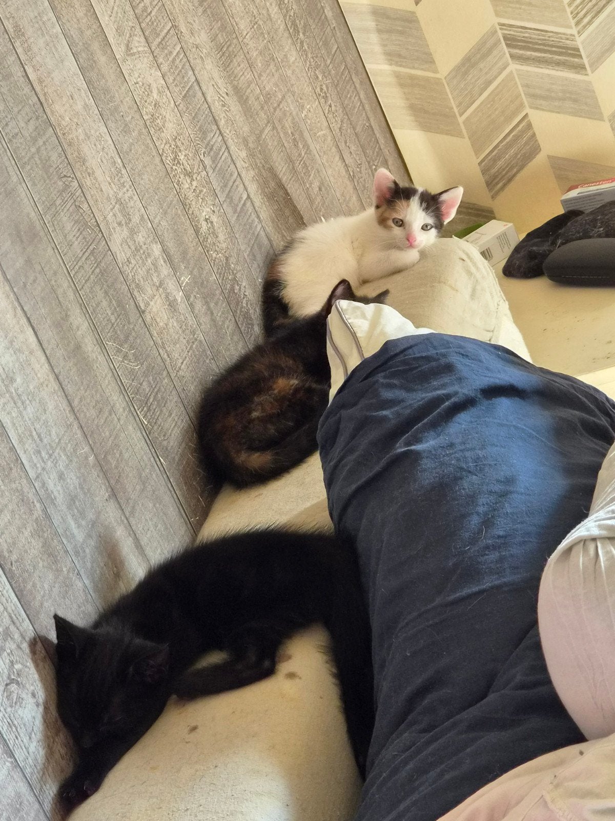 kittens te koop, Poes, 0 tot 2 jaar