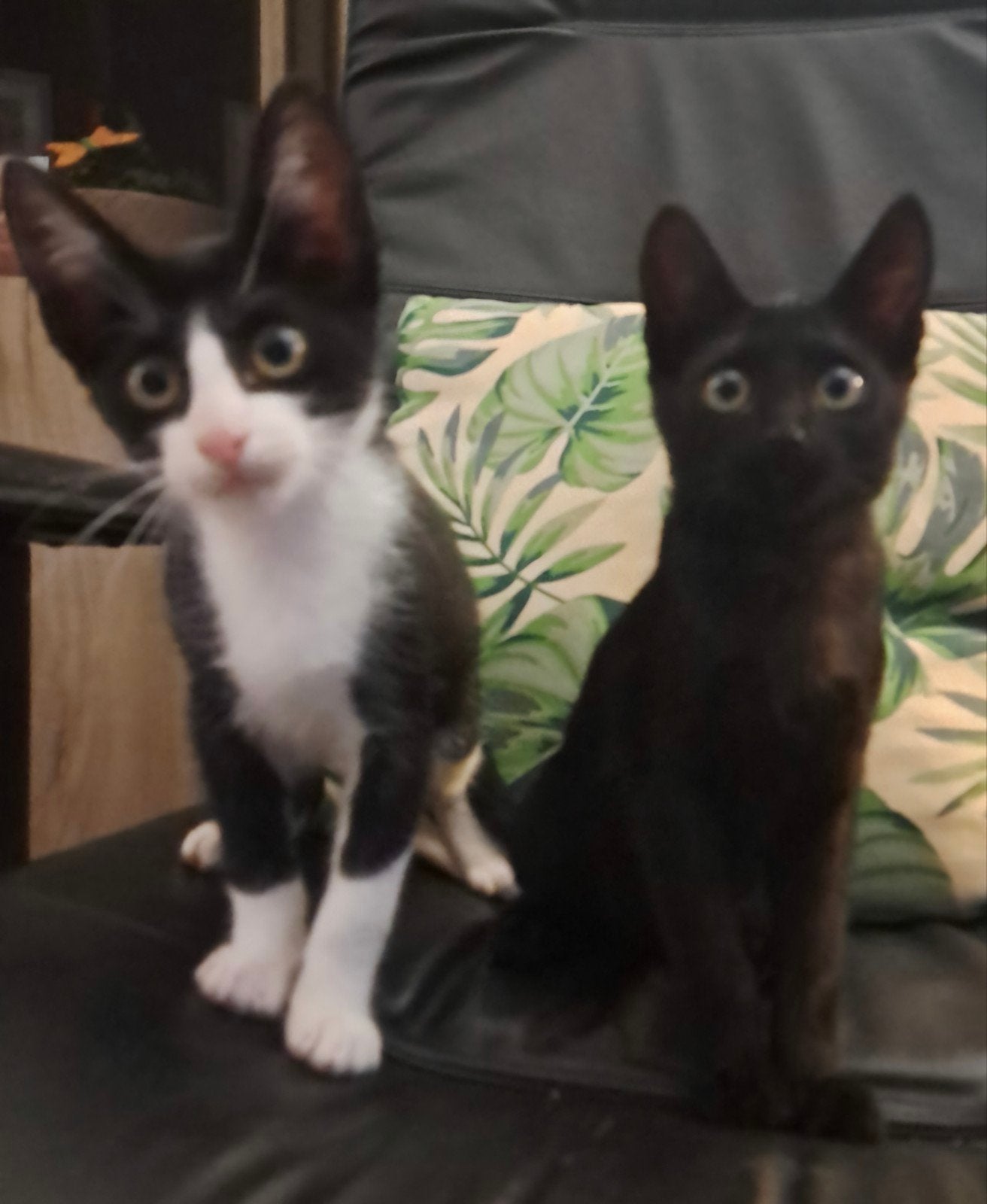 kittens x Siamees, Meerdere dieren, Kortharig, 0 tot 2 jaar