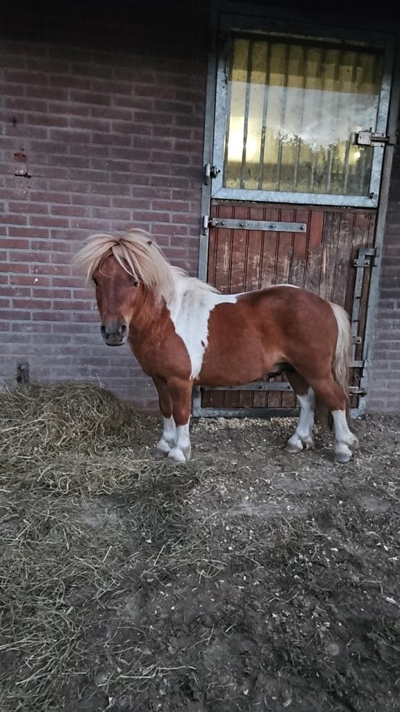 Vos bont hengstje aangeboden ter dekking