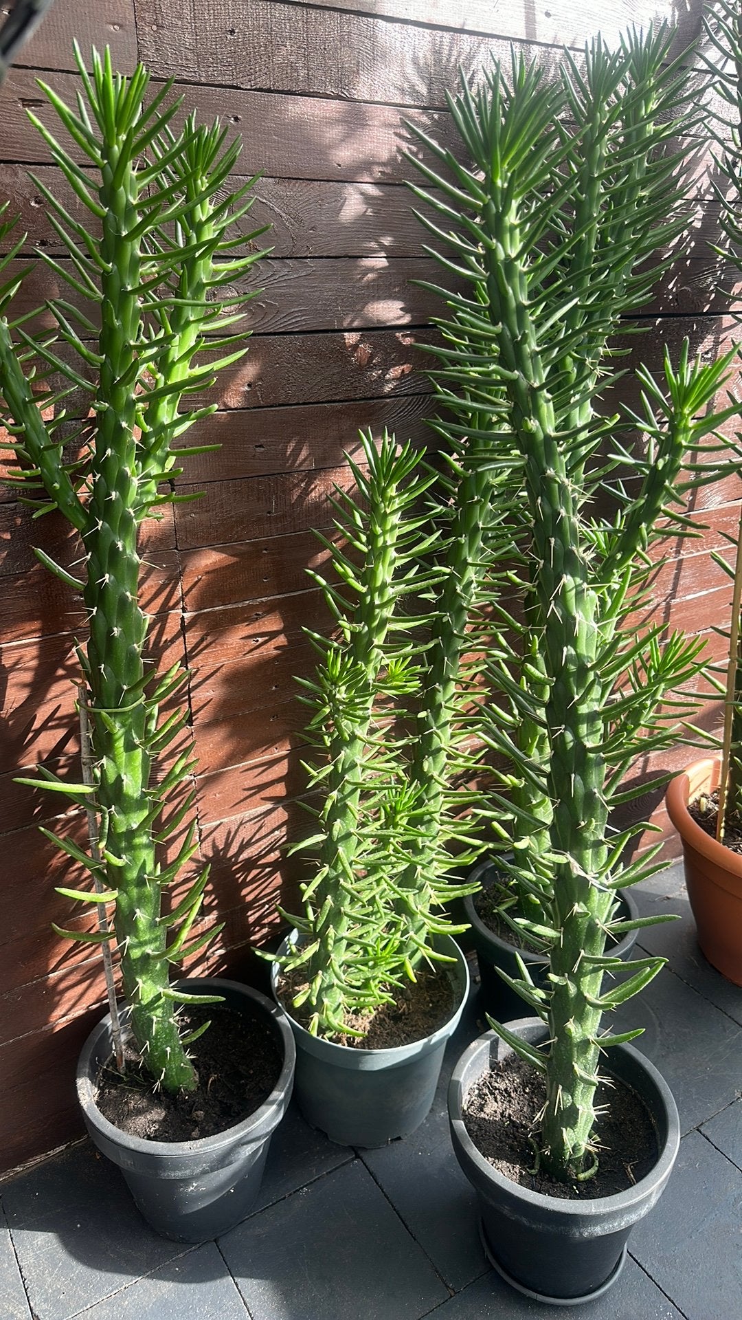 Cactussen, Ophalen