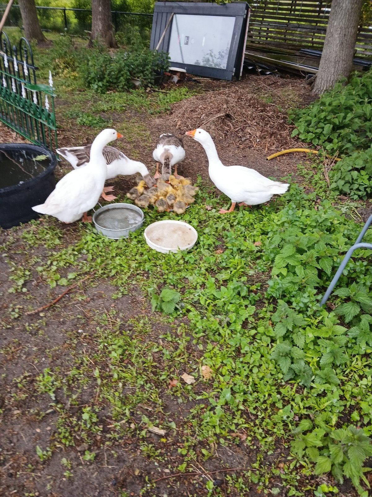 jonge ganzen, Geslacht onbekend, Gans of Zwaan