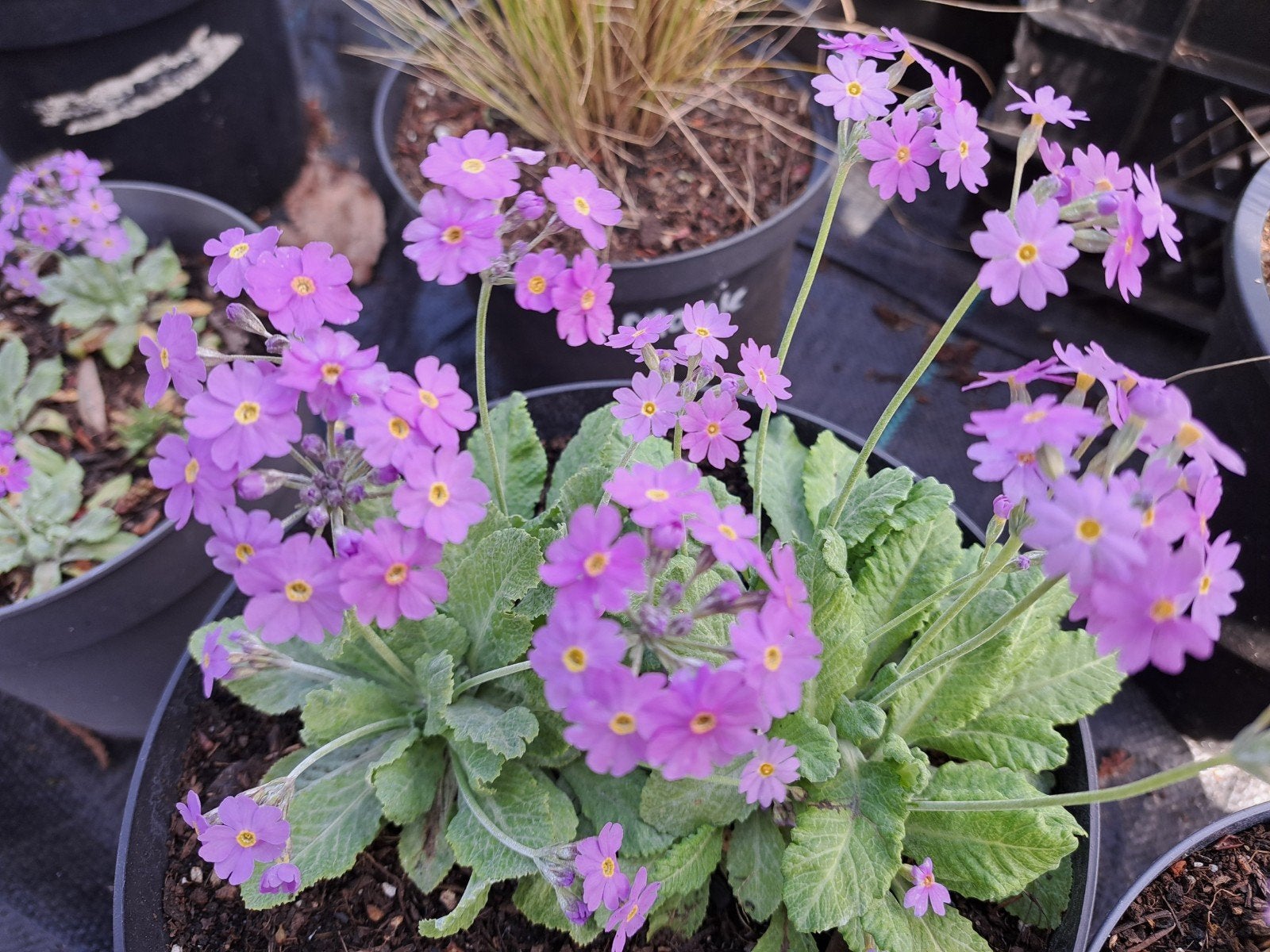 Verse zaden Primula frondosa, Verzenden, Eenjarig, Overige soorten, Volle zon