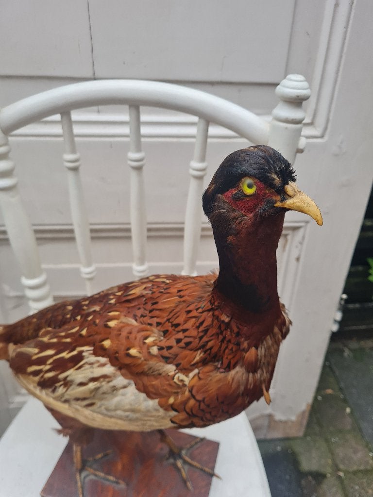 Opgezette fazant in zeer goede staat, Verzamelen, Ophalen of Verzenden, Zo goed als nieuw, Vogel, Opgezet dier