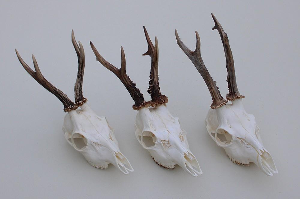 3 x mooi gebleekte REE SCHEDEL met gewei - ref. U