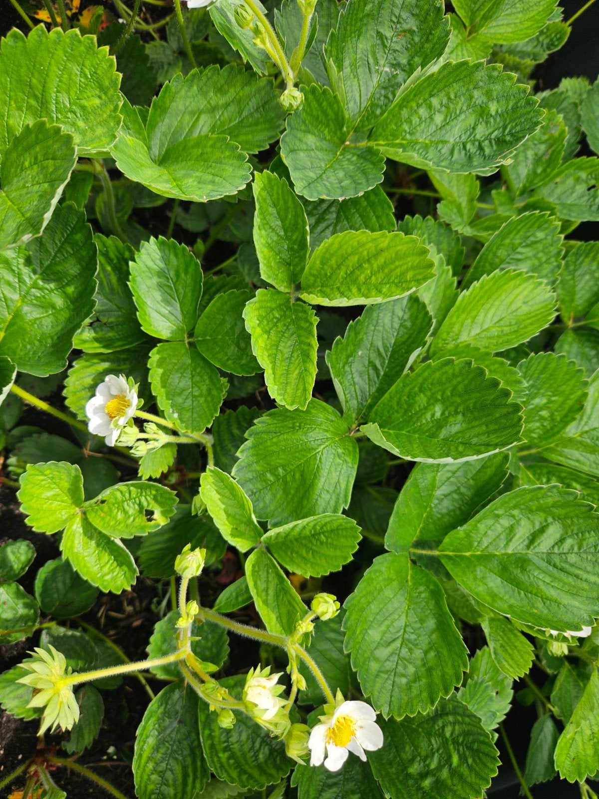 Rode doordragende aardbeienplanten, Ophalen of Verzenden, Vaste plant, Fruitplanten, Volle zon