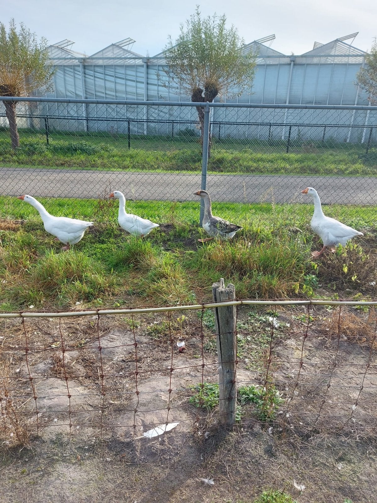Boerenganzen, Dieren en Toebehoren, Meerdere dieren, Gans of Zwaan
