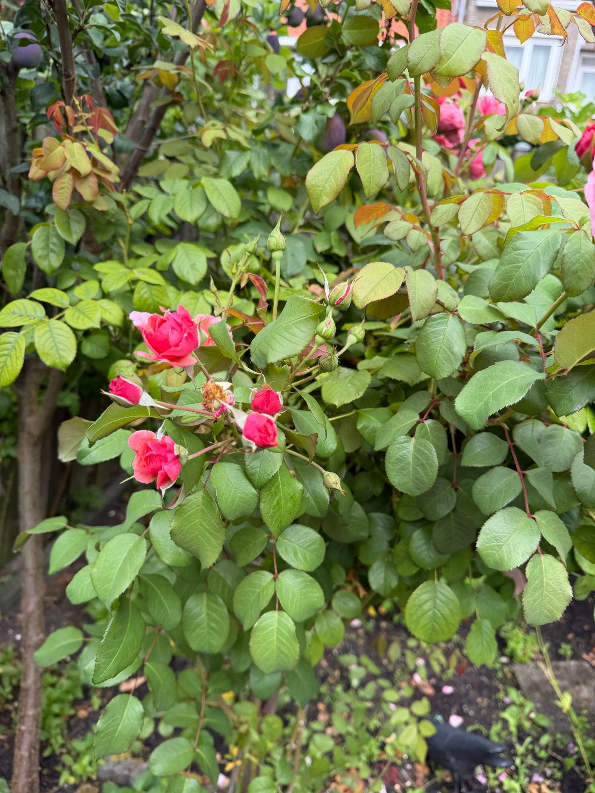 Prachtige rozenstruik met roze bloemen, Tuin en Terras, Overige soorten, Volle zon, Vaste plant, Ophalen of Verzenden