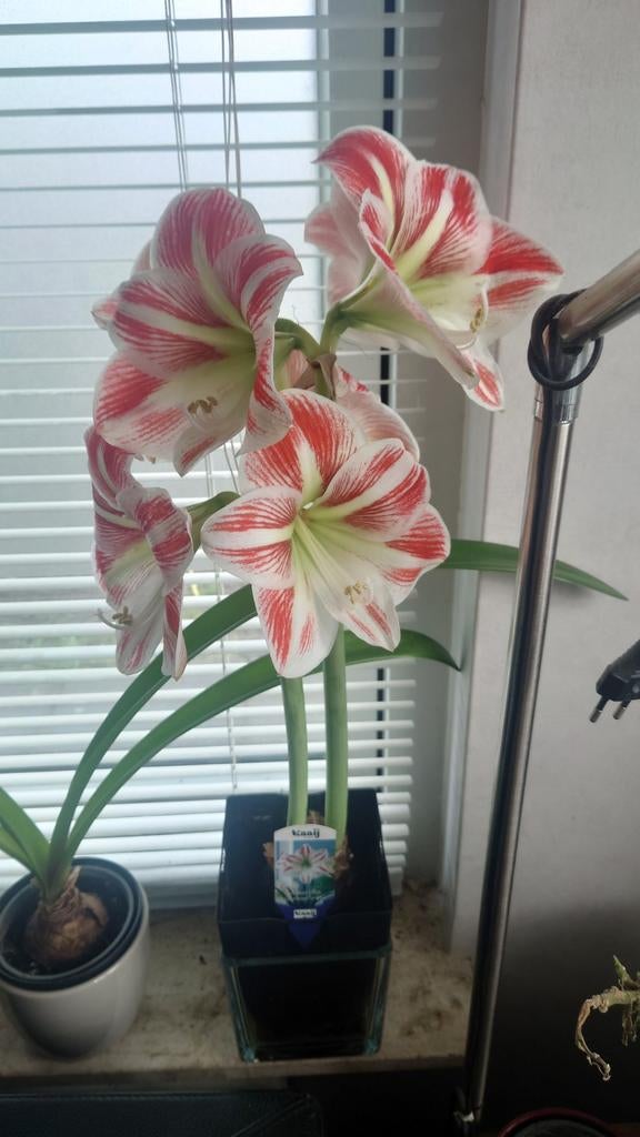 Amaryllis 2 soorten echte bollen, Huis en Inrichting, Kamerplanten, Ophalen of Verzenden