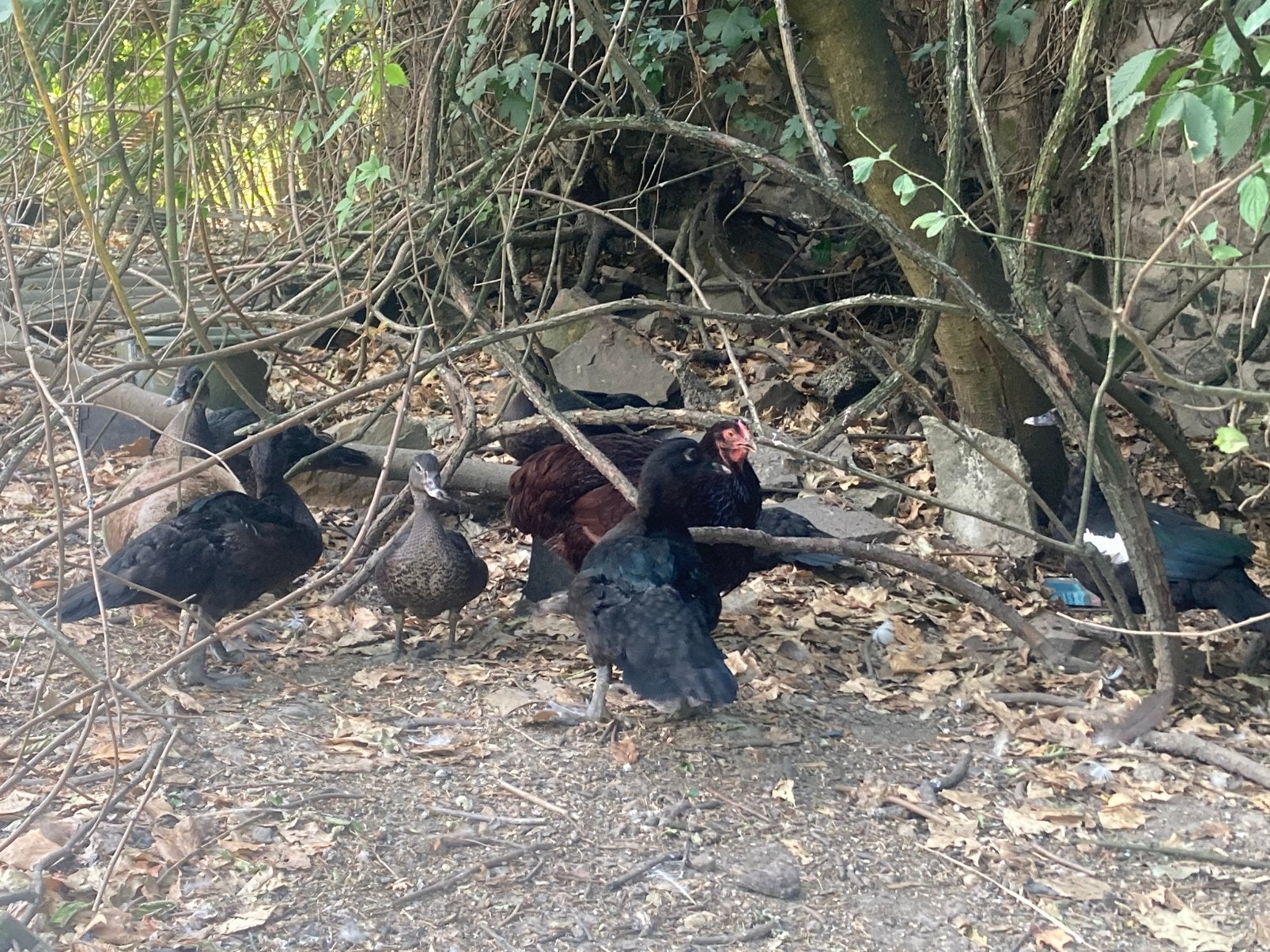 Jonge wildvorm muskuseenden, eenden, Dieren en Toebehoren, Pluimvee, Meerdere dieren, Eend