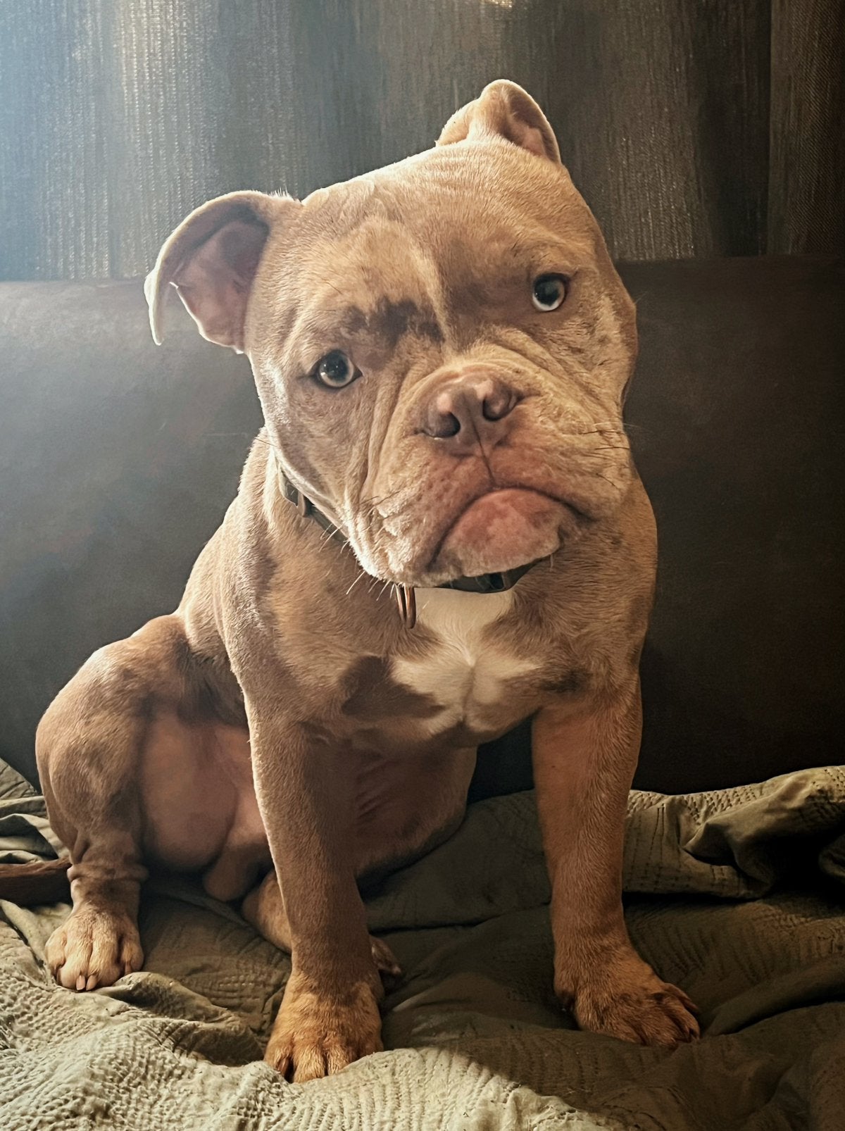 Pocket bully merle, Dieren en Toebehoren, 1 tot 2 jaar, Eén hond, CDV (hondenziekte), Nederland