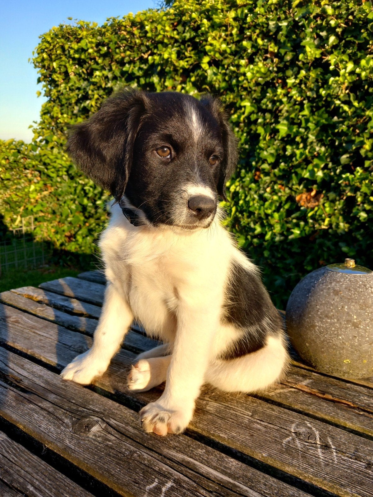 Lieve Sociale Friese Stabij pups reu mogen het nest verlaten, Parvo, 8 tot 15 weken, Meerdere, Nederland