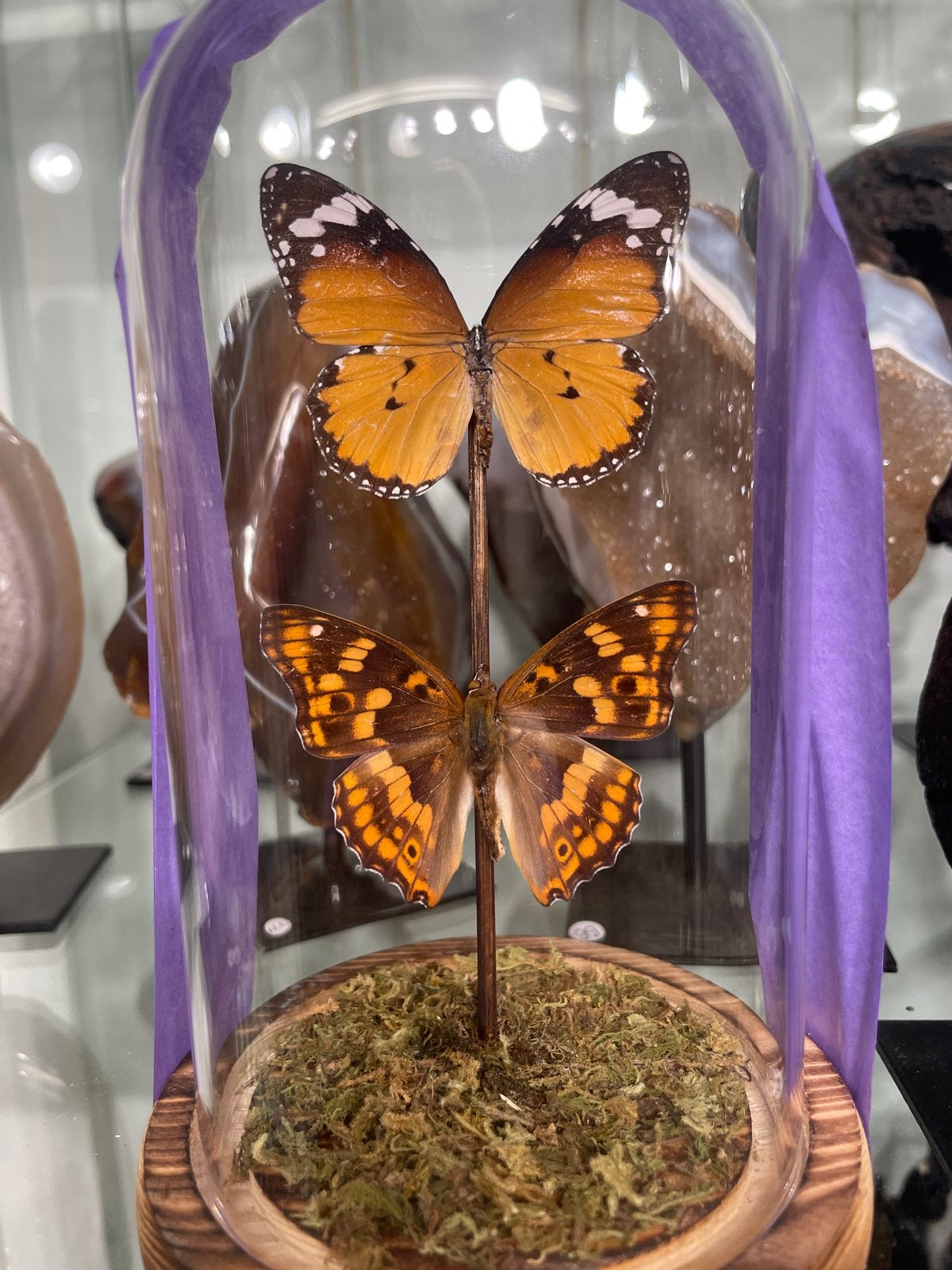 Prachtige vlinders in glazen stolp - decoratief item, Nieuw, Ophalen of Verzenden, X, X