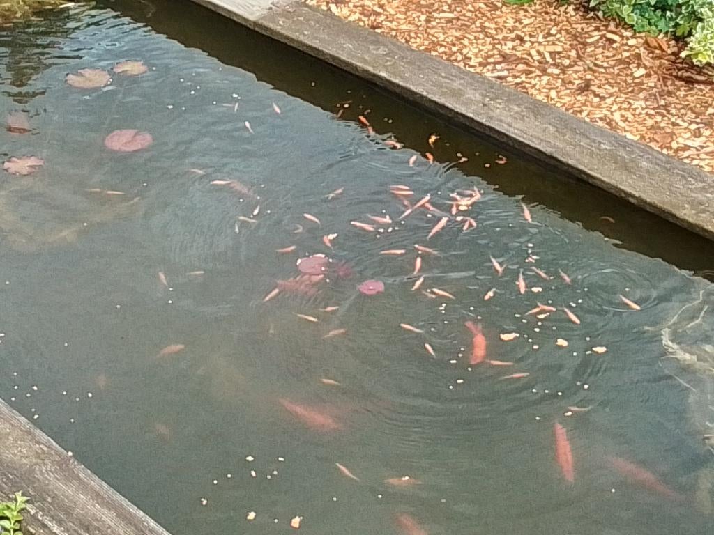 Goudvoorns, Karper of Koi