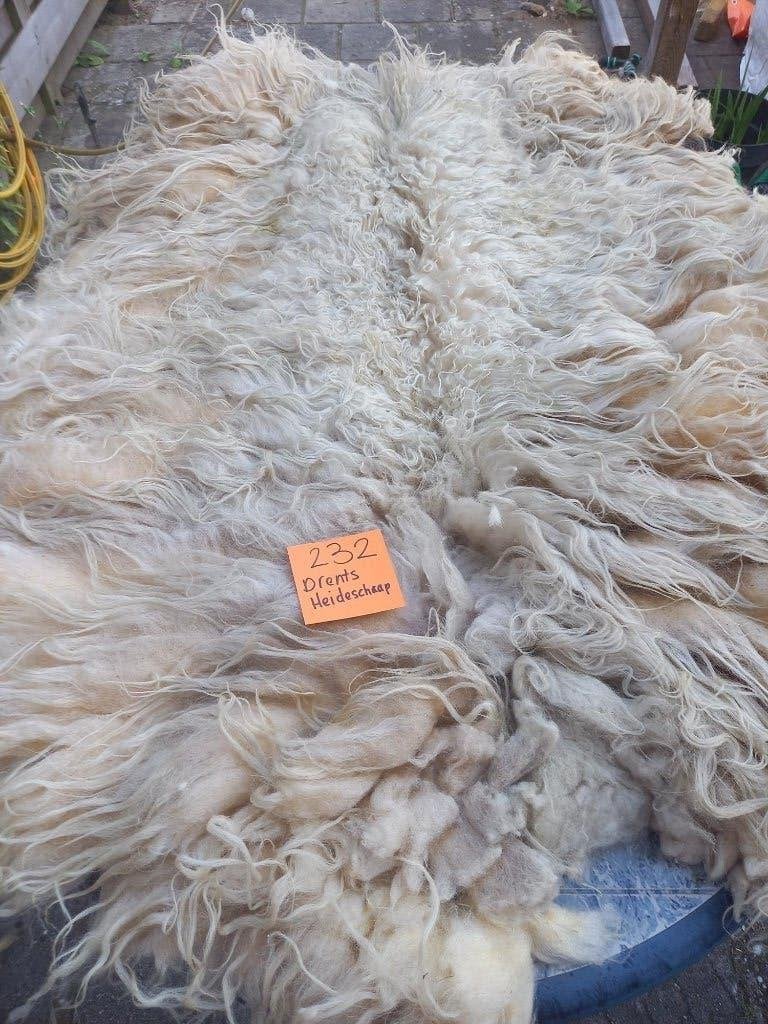 nr 232 Geschoren vacht van Drents Heideschaap, Ophalen of Verzenden, Nieuw