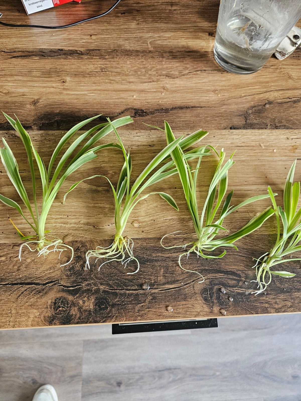 Mooie stekken vd graslelie 50 cent pst, Ophalen, Halfschaduw, Minder dan 100 cm