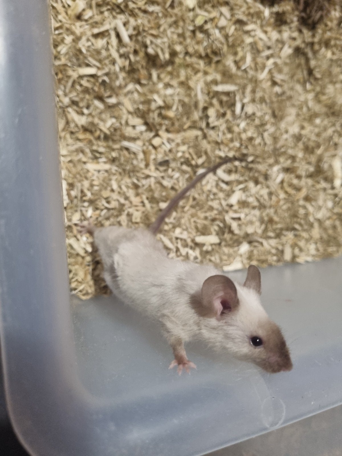 lieve jonge muisjes, rex en gladhaar, Muis, Meerdere dieren, Tam, September