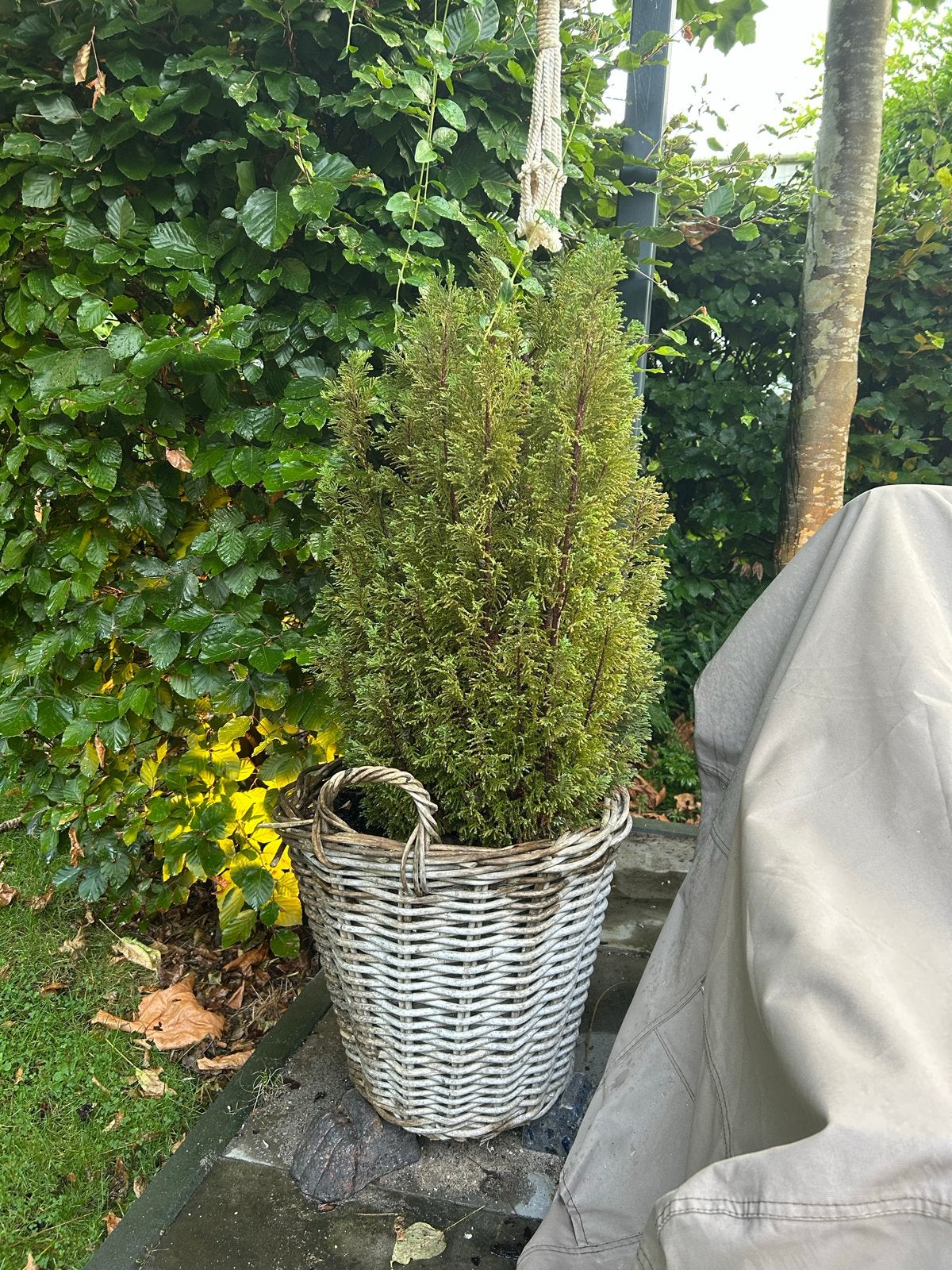Twee coniferen tuinplanten, Overige materialen, Gebruikt, Balkon, Rond