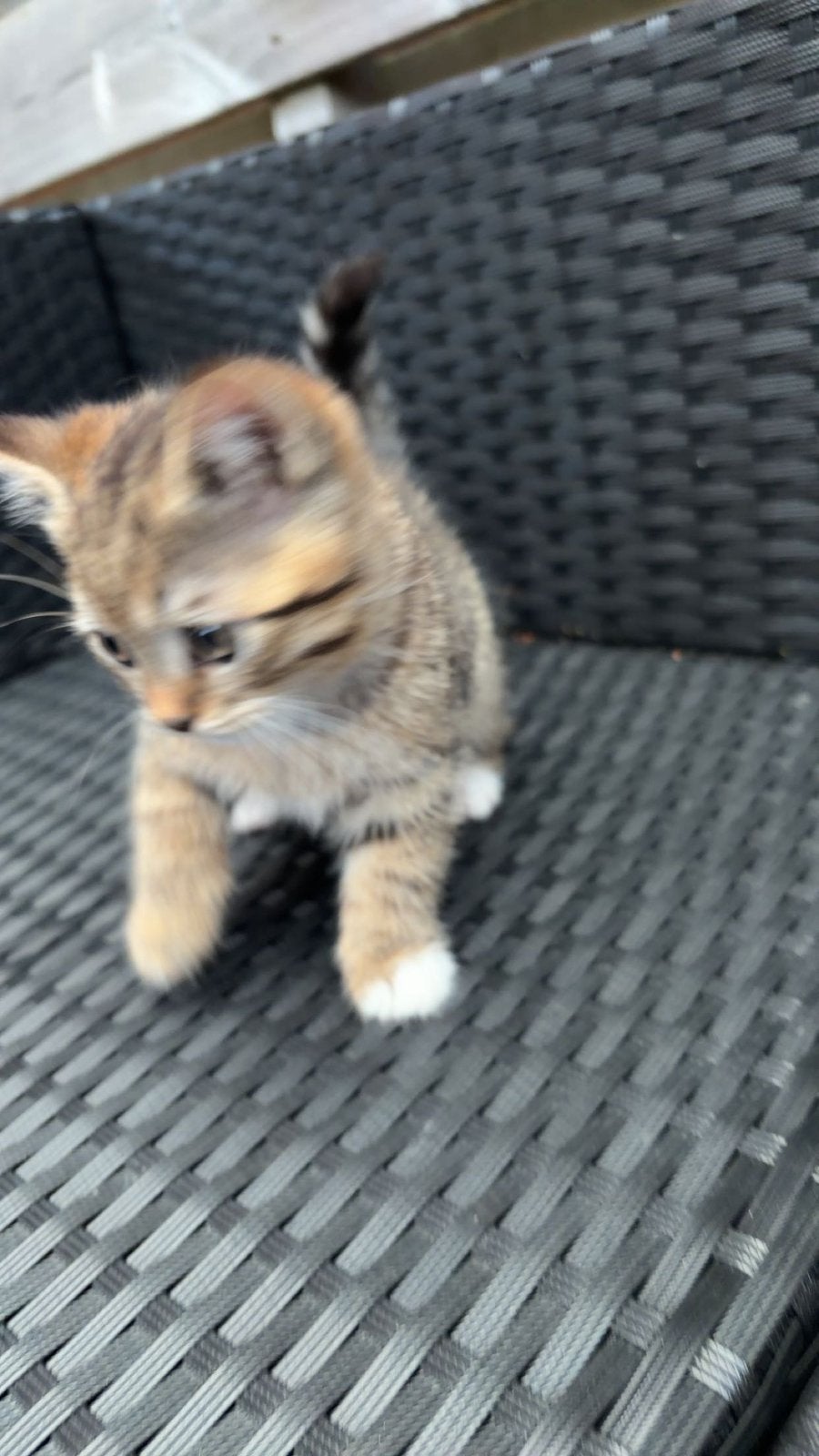 Kittens britse korthaar, Meerdere dieren