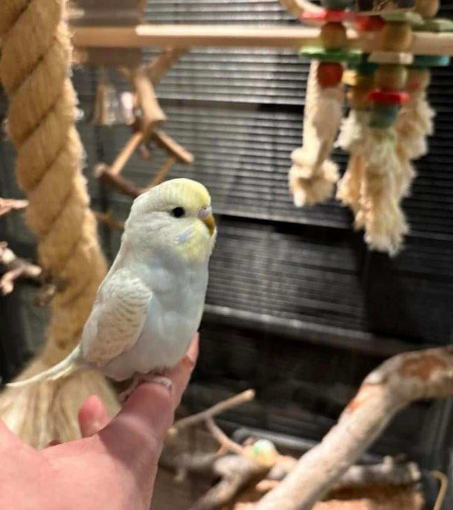 Jonge grasparkieten, ideaal om tam te maken